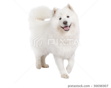 Purebred Samoyed dog, isolated on white 36696907