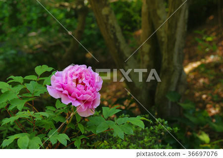 Peony 36697076