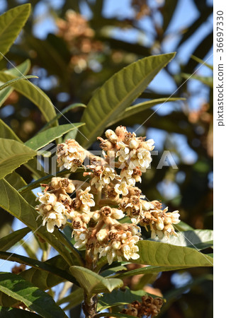 Loquat tree 36697330
