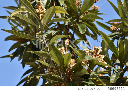 枇杷樹 枇杷樹 36697331