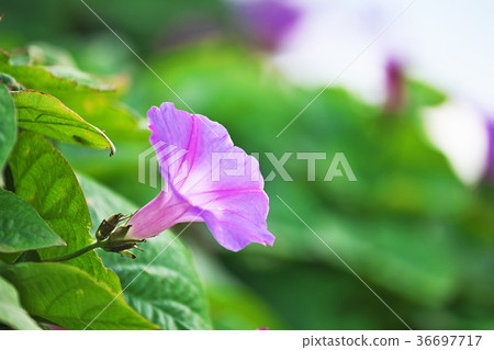 牽牛花俏麗的花 牽牛花俏麗的花 36697717