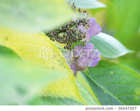 與繡球花 與繡球花 36697807