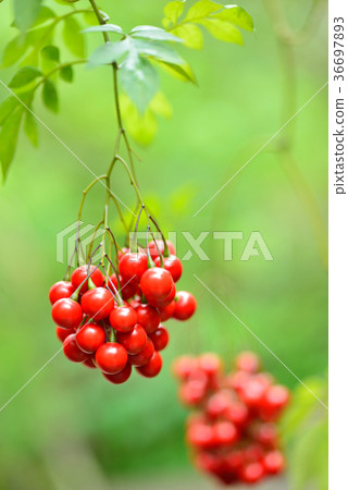 Red fruit, flower plant, fruit, flowering result, plant, string Red fruit, flower plant, fruit, flowering result, plant, string 36697893