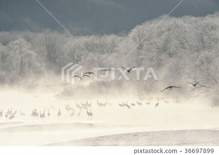 Tancho（北海道·Tsurui）從被冰包圍的棲息處飛行 36697899