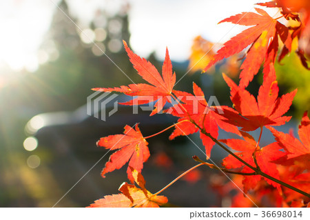 Taiwan, Fukutozan, Kaede, Mitsukage, Sun, Autumn 36698014