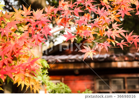 台灣，Fukusu山，Mt。 36698016