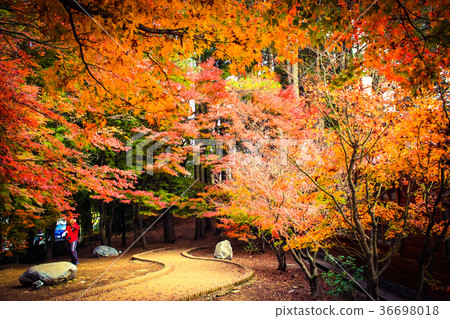 台灣，Fukusu山，Mt。 36698018