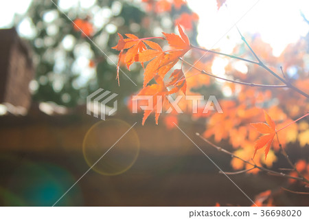 台灣，Fukusu山，Mt。 36698020