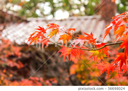 台灣，Fukusu，Yulin，Fuyo，Fuyo 36698024