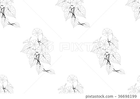 Morning Glory Seamless on White Background 36698199