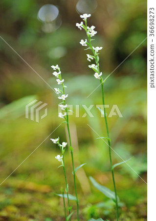 野花,白色花,花,花瓣,開花,植物,葉子,特別的,特殊,特寫 36698273