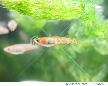 Himedaka in the tank 36698288