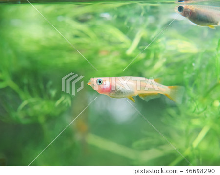 Medaka with an open mouth 36698290