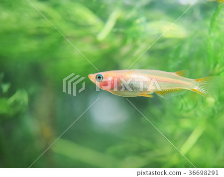 Himedaka in the tank 36698291