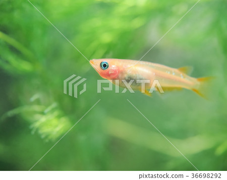 Himedaka in the tank 36698292