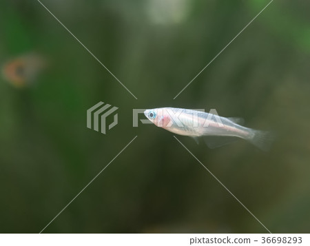 White medaka in the tank 36698293