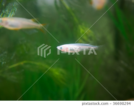 White medaka in the tank White medaka in the tank 36698294