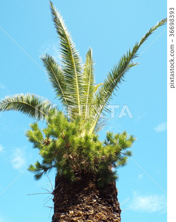 Black pine that has grown on canary palm 36698393