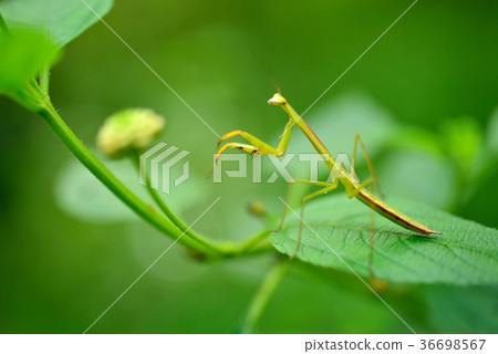 螳螂,爬蟲類,昆蟲,特寫,自然生態,自然,顏色,生態 螳螂,爬蟲類,昆蟲,特寫,自然生態,自然,顏色,生態 36698567