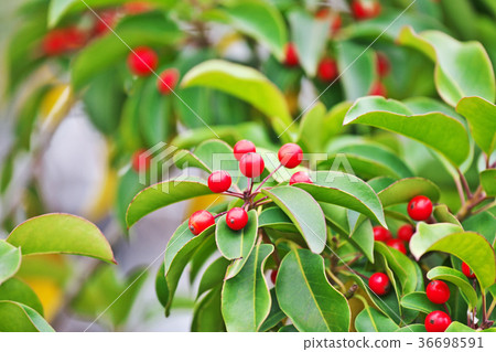 紅色soyogo果子 36698591