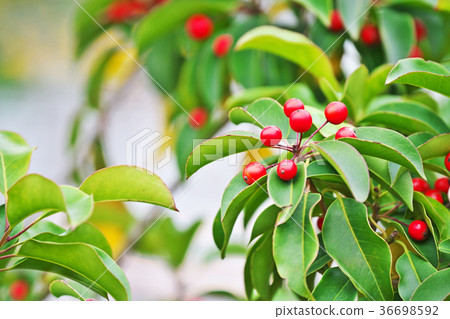 紅色soyogo果子 36698592