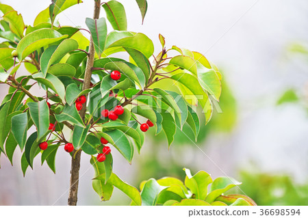 Red soyogo fruit 36698594