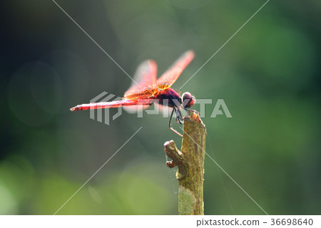 Dragonfly, red dragonfly, fly, insect, natural ecology, nature, color, ecology Dragonfly, red dragonfly, fly, insect, natural ecology, nature, color, ecology 36698640