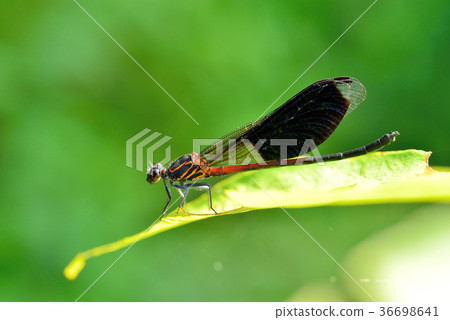蜻蜓,豆娘,飛,昆蟲,自然生態,自然,顏色,生態 蜻蜓,豆娘,飛,昆蟲,自然生態,自然,顏色,生態 36698641