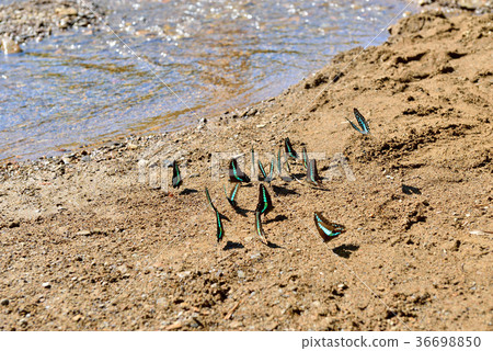 青斑蝶,蝴蝶,飛舞,水,泥土,吸食,覓食,昆蟲,自然生態,自然,顏色,生態 36698850