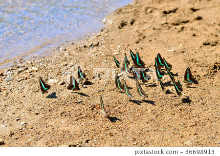 青斑蝶,蝴蝶,飛舞,水,泥土,吸食,覓食,昆蟲,自然生態,自然,顏色,生態 36698913