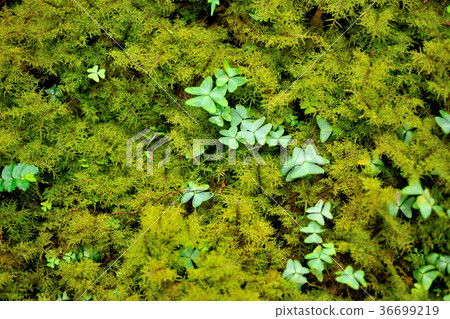 Flower,petal,flowering,plant,foliage,special,special,closeup 36699219