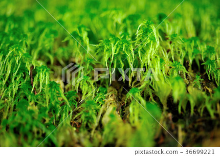 山坡,野草,草,植物,葉子,特別的,特殊,特寫 山坡,野草,草,植物,葉子,特別的,特殊,特寫 36699221