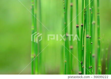 Slope,wildflower,flower,plant,foliage,special,special,closeup Slope,wildflower,flower,plant,foliage,special,special,closeup 36699222