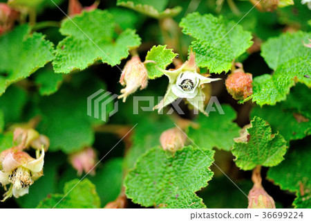 山坡,草,野花,花,植物,葉子,特別的,特殊,特寫 36699224