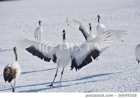 燈籠式起重機(北海道,Tsurui) 燈籠式起重機(北海道,Tsurui) 36699388