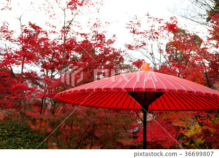 Eikando的景觀 36699807