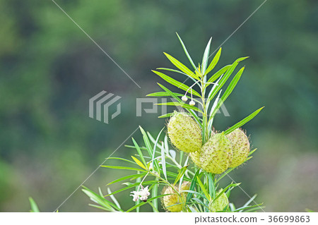 水果水果 36699863