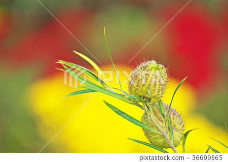 水果水果 36699865