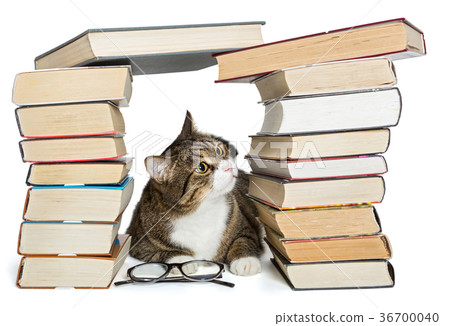 Cat sitting in the house of books Cat sitting in the house of books 36700040