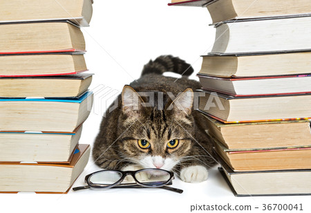 Cat sitting in the house of books Cat sitting in the house of books 36700041