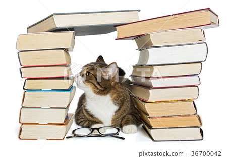 Cat sitting in the house of books Cat sitting in the house of books 36700042