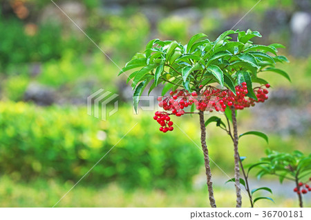 紅色橘子 紅色橘子 36700181