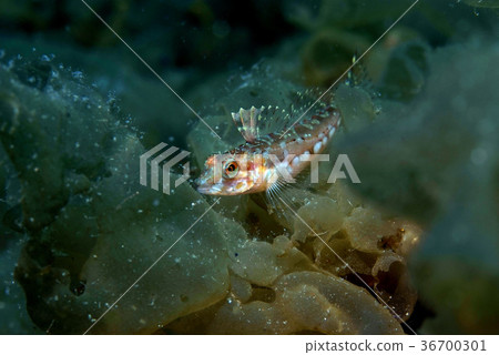 Asahifish goby juvenile on seaweed 36700301