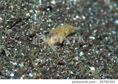 Sandy Setomominus 36700302
