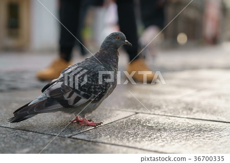 pigeon walking on pavement in old town pigeon walking on pavement in old town 36700335