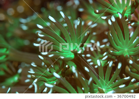 我們的珊瑚伴侶息肉 36700492