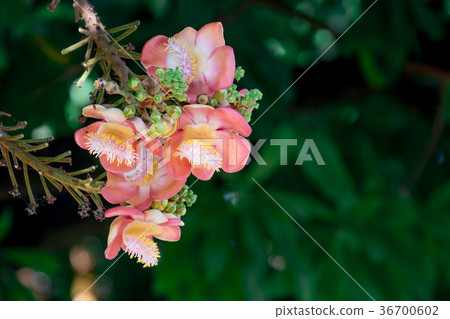 cannonball flower 36700602