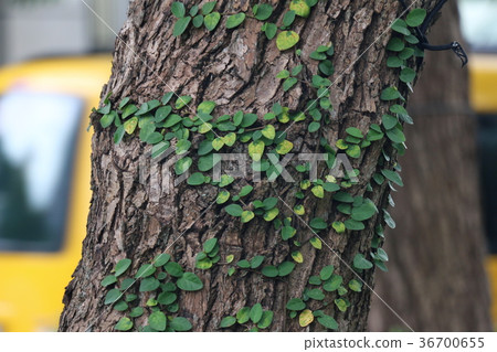 合作關係 36700655