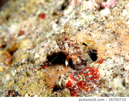 從洞裡的傢伙A 從洞裡的傢伙A 36700710