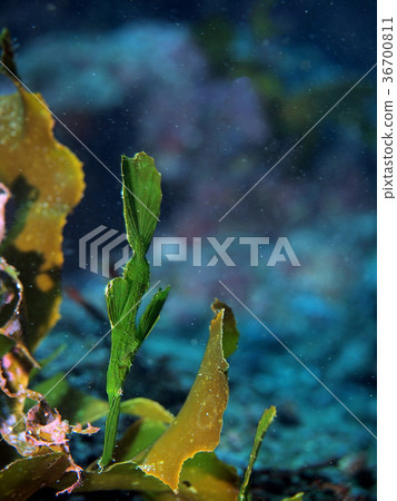 A razorfish mimicking seaweed 36700811